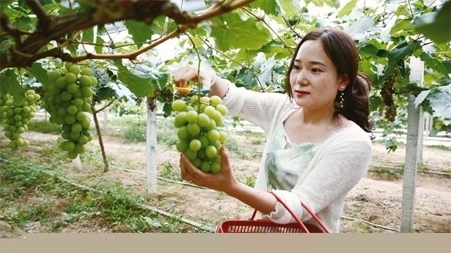 开州：1300亩葡萄陆续进入采摘期