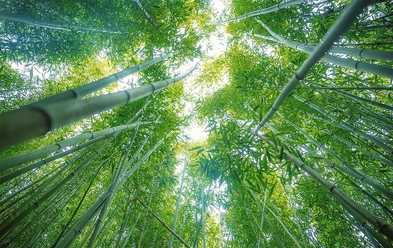 开州：探寻自然秘境 享受竹海清凉