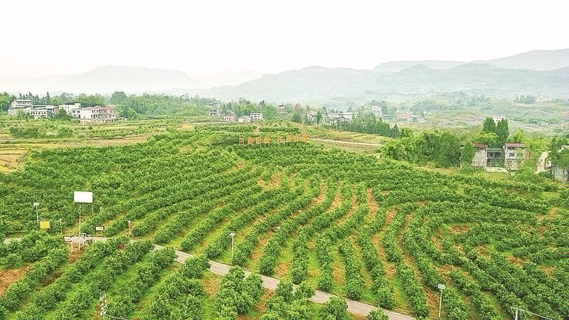 开州：“智”在田野惠农富农