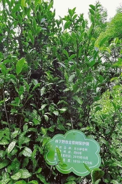 开州：点叶成金绘新景 一缕茶香富农家