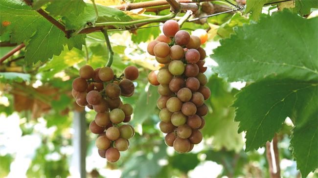 开州：40余亩葡萄喜获丰收 游客体验采摘乐趣