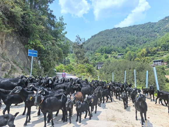 开州区五通乡：“五心”绘新卷 小山村蹚出善治路