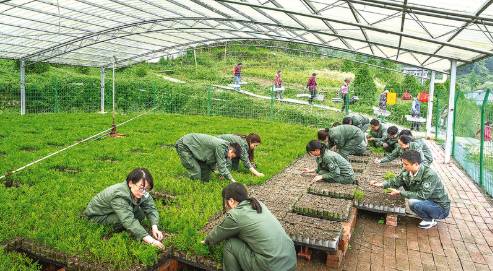 “柏娃”新生 ——重庆雪宝山国家级自然保护区拯救崖柏纪实