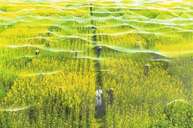 沃野织锦绣“丰”景绘新篇