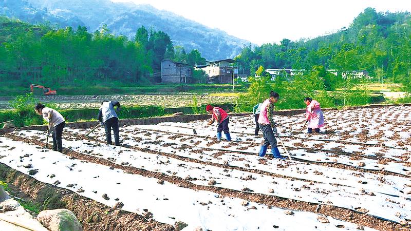 天和镇500亩白芍种植基地建成
