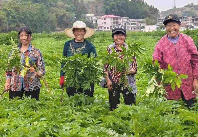 漫山药田织锦绣 开州中药材产值破70亿元
