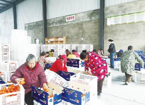 田野奏响振兴曲 强村富民开新篇