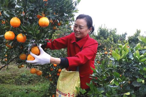 管村柑橘打响转型突围战