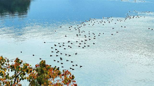 碧水盈盈迎贵客 青山隐隐现珍禽