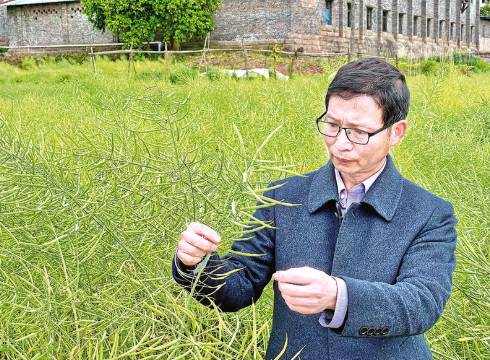 初心凝一粒 油香惠万家
