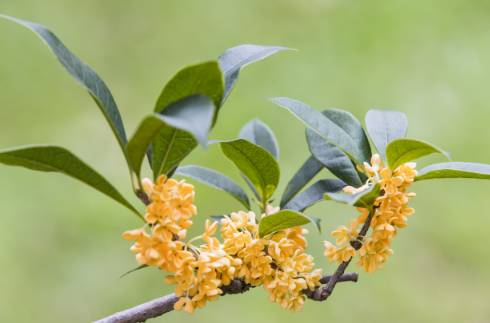 开州盛山植物园里桂花二度绽放